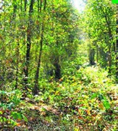 Himachal to use forest land for developmental purpose