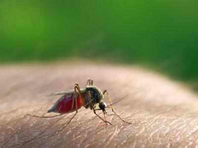 MCD steps up measures to combat dengue, chikungunya