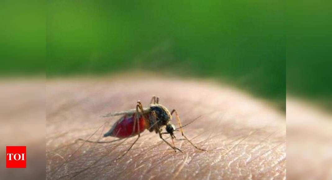 MCD Steps Up Measures To Combat Dengue, Chikungunya | India News ...