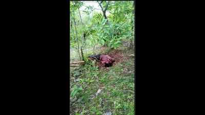 Two mauled to death by wild sloth bear in Korea, five injured
