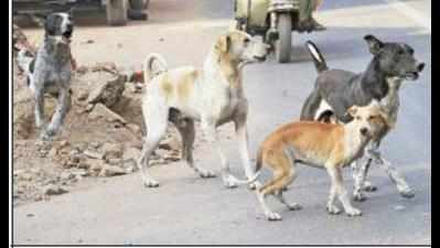 Kerala firm on plan to kill stray dogs amid protests