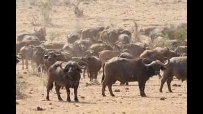 Villager booked after 15 buffaloes head to expressway to graze
