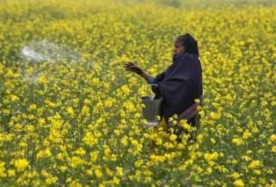 Field trials complete for GM mustard, but experts sound caution