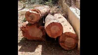 Environmentalists rue tree felling at large scale in eco-sensitive zone of Uttarkashi