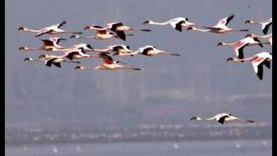 Flamingos land at Perumbakkam