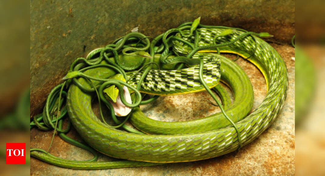 Coimbatore gets lessons on how to handle snakes without killing them