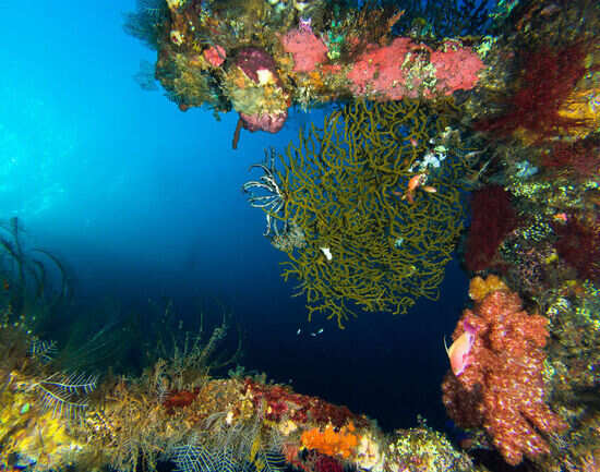 USAT Liberty Wreck