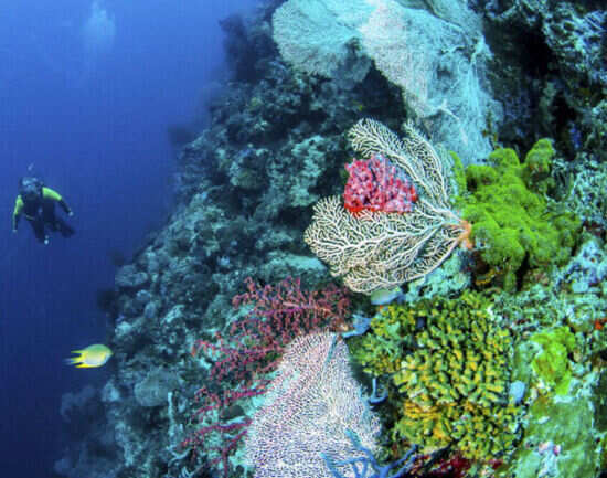 Japanese Wreck