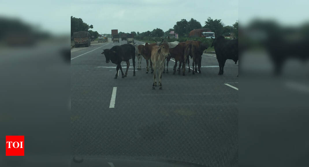CATTLE ON HIGHWAY Times of India