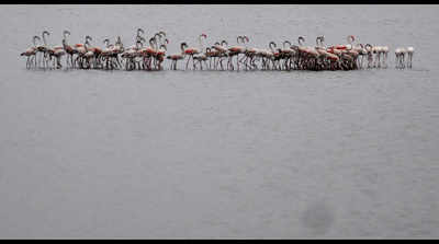 Flamingos land at Perumbakkam lake, Chennai