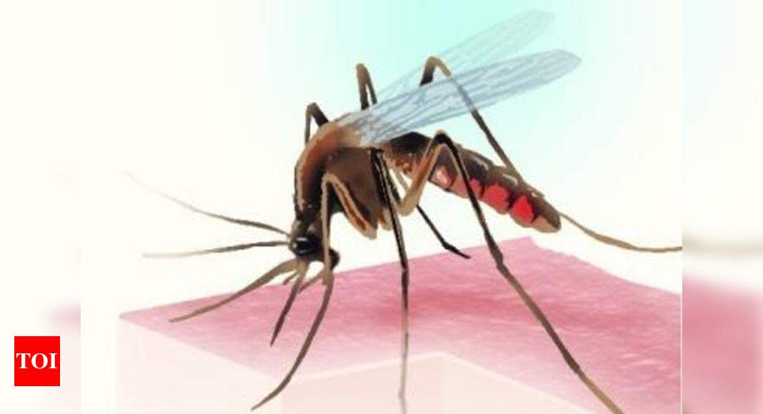 Homeopathic Medicines Can Treat Dengue Chikungunya Experts Kanpur