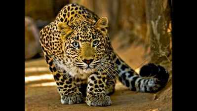 Leopard captured on camera in Bandhwari