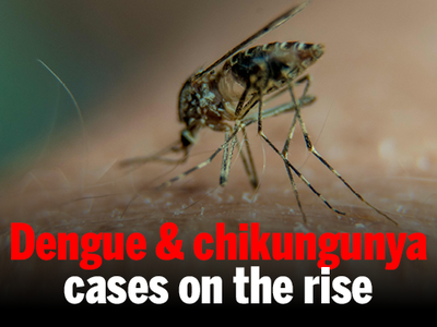Dengue & chikungunya cases on the rise