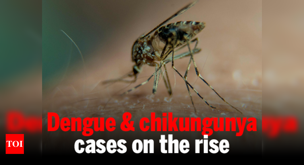 Dengue & Chikungunya Cases On The Rise | India News - Times Of India