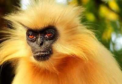 Assam's golden langur among world's 25 most endangered primates ...