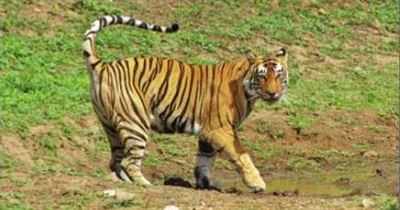 Centre rejects Rajasthan govt’s proposal to translocate male tiger from Ranthambore