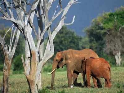 Study sounds alarm for slow-breeding Africa's forest elephants