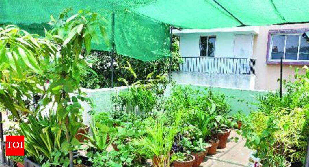 Grow Your Own Vegetables On Terrace At Rs 500 A Month Grow Your Own Vegetables On Terrace At Rs 500 A Month Thiruvananthapuram News Times Of India