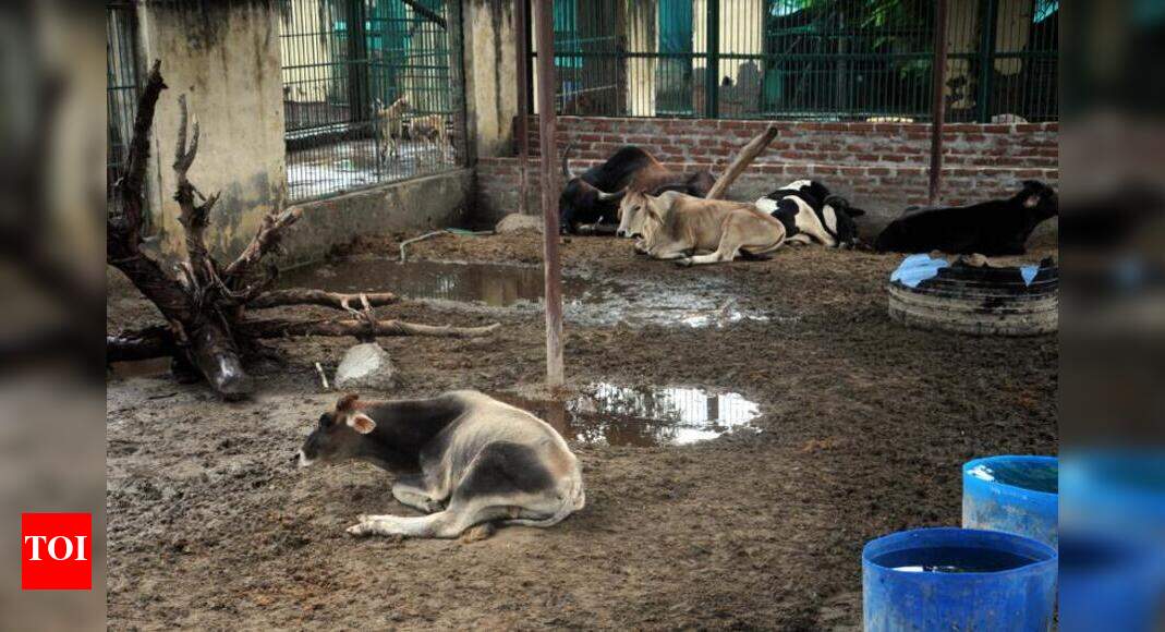Noida’s only animal shelter is in dire straits Noida News Times of