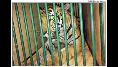 Captured after killing 5, man-eater finds a new home in Lucknow zoo