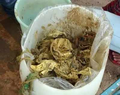 100kg of plastic and other waste found from stomach of cow