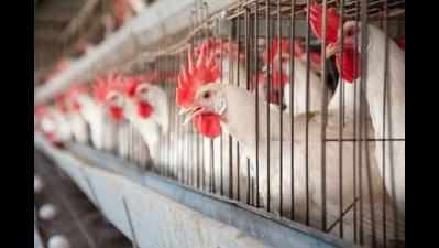 Two booked for selling chicken during Paryushan