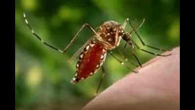 LDA LMC's row leaves new colonies battling mosquitoes