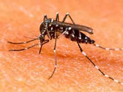Dengue defence: Scrap dealer gets ultimatum