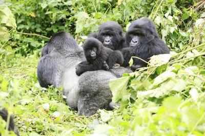 Four of six great apes species face extinction