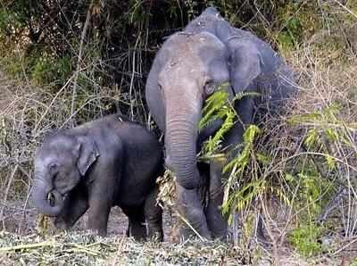 Wild tuskers destroy 11 houses in Surguja district