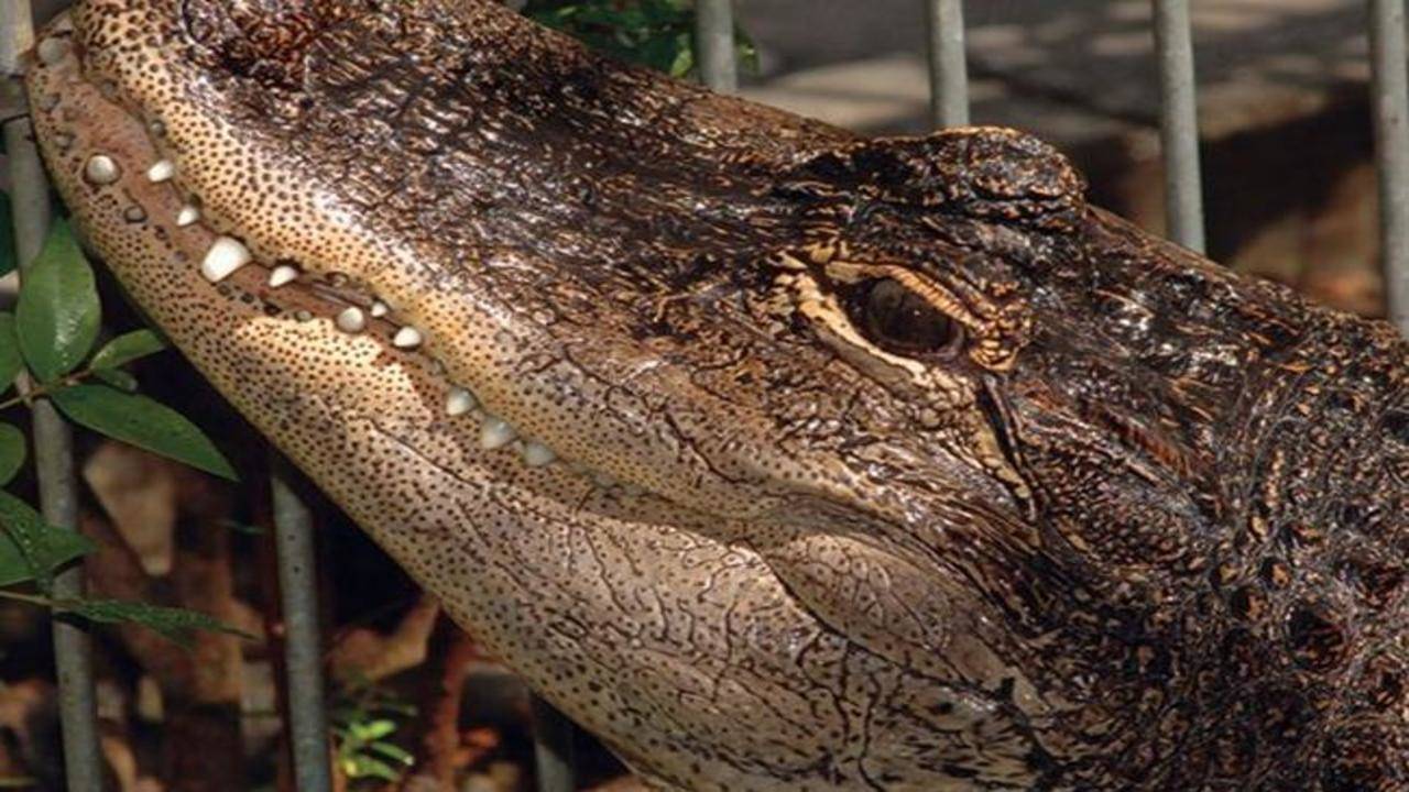 Missing zoo alligator finally tracked down | Indore News - Times