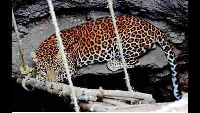 Leopard that spread fear in Palghar villages finally trapped