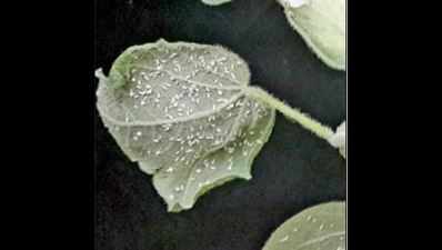 New cotton seed can resist whitefly: NBRI