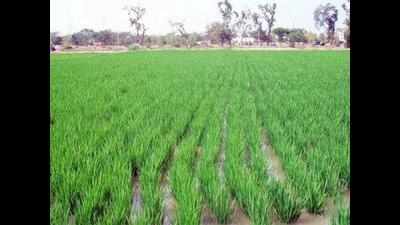 98% sowing completed in Nagpur division