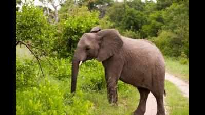 Agitated elephant triggers panic in Bhosari