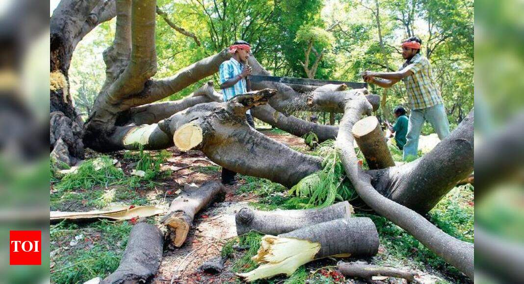 Tree felling on Gangapur Road fuels green ire | Nashik News - Times of ...