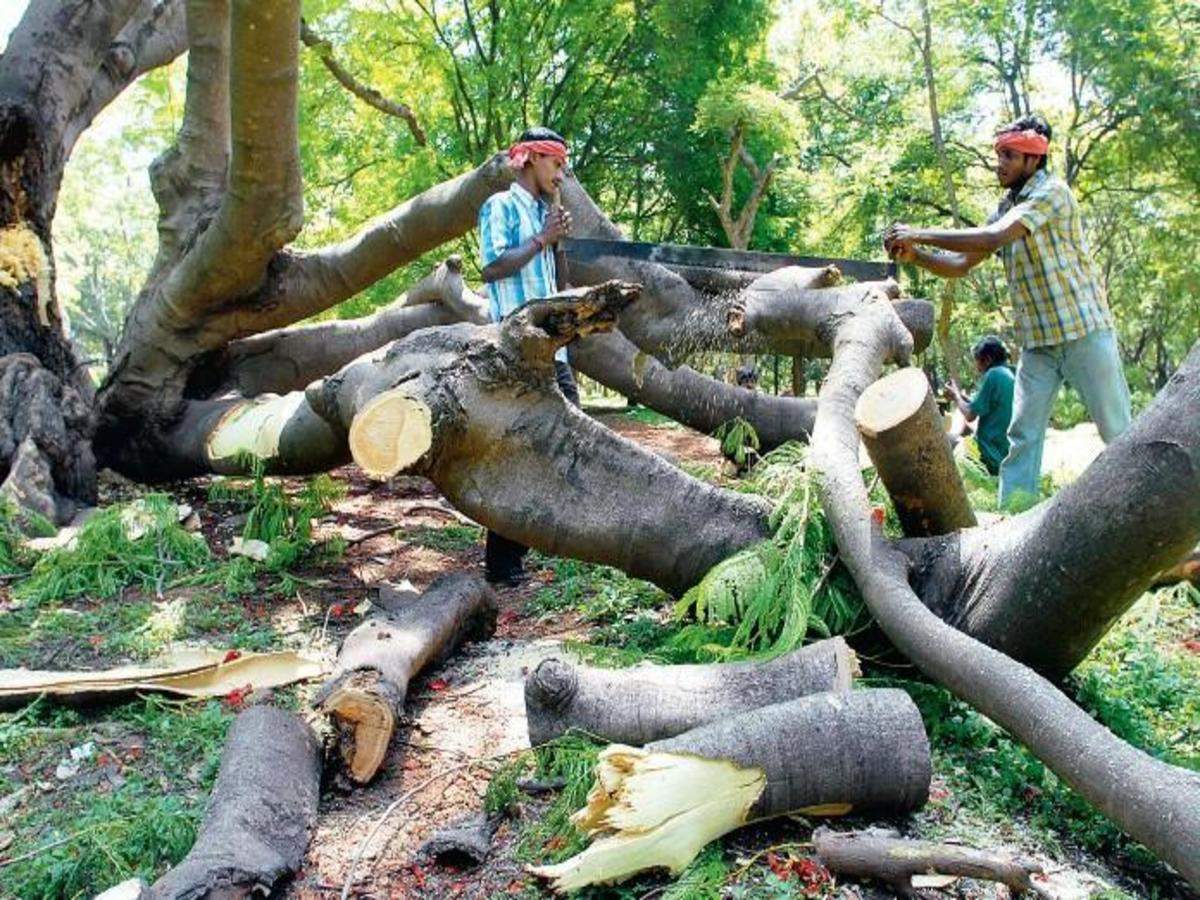 Tree felling on Gangapur Road fuels green ire | Nashik News - Times of India