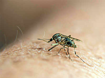 Chikungunya and Dengue crisis in India: Facts