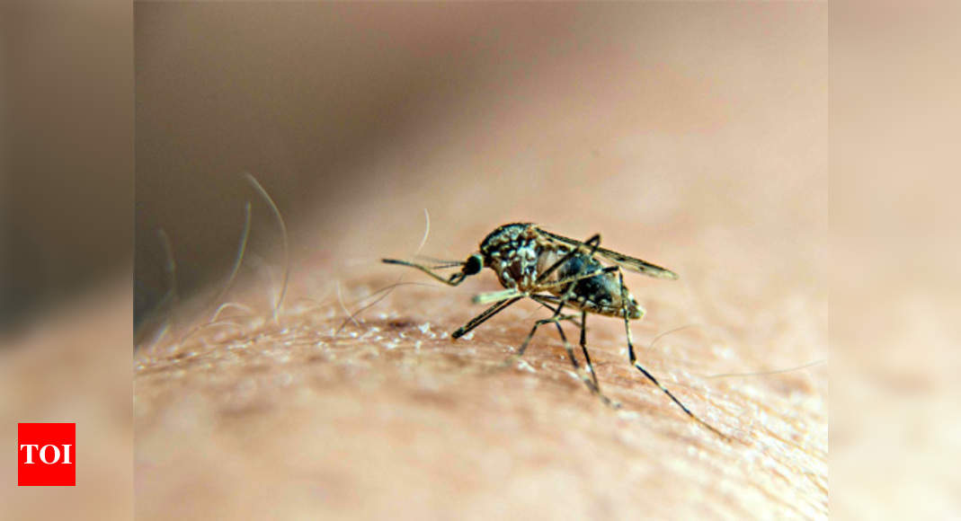 Chikungunya And Dengue Crisis In India: Facts - Times Of India