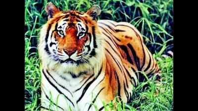 ‘Why waste money on collaring tigers without proper planning’