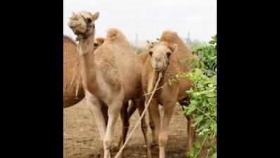 Camels arrive in Kolkata for festival of sacrifice