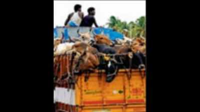 MIM shows concern over cattle traders' harassment