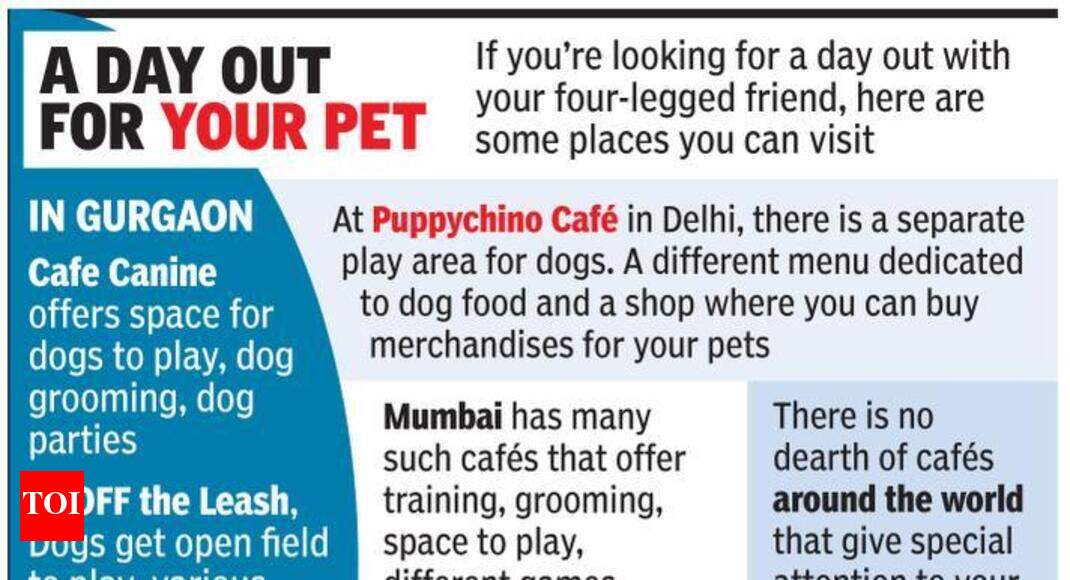 A place to unwind with your pet as MCG plans dog cafe Gurgaon News