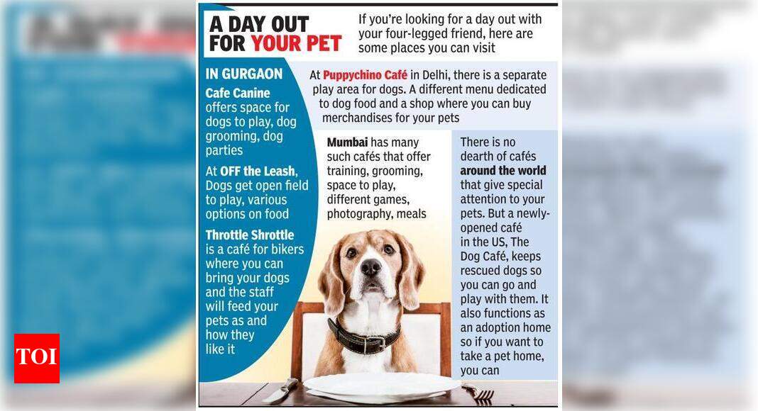 A place to unwind with your pet as MCG plans dog cafe Gurgaon News
