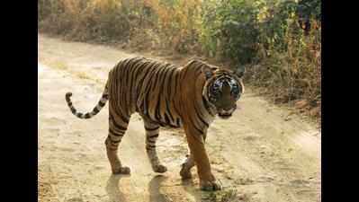 Cub separated from mother tigress, dies