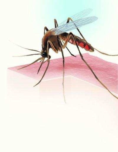 Dengue cases double, posh localities hit hard