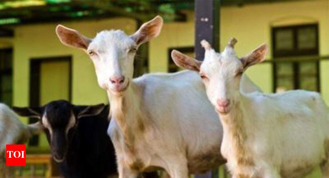 Superstar goats a smash hit before Eid-ul-Adha  Ranchi 