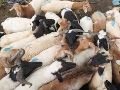 Ayodhya Ayodhya Lifts Animal Slaughter Ban To Allow Qurbani On Bakrid Lucknow News Times Of India