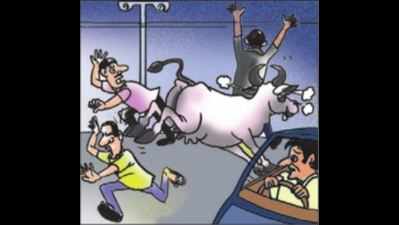 Cow runs, traffic halts on VIP road