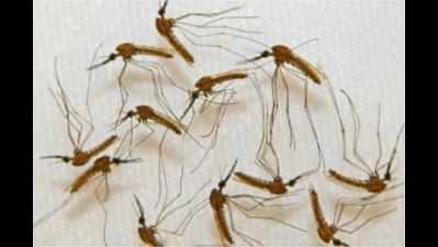 ‘Fewer mosquitoes are needed now to create an outbreak’